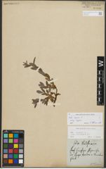Foto von Salix repens subsp. repens L.